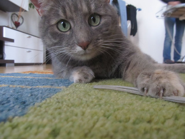 Meine süße Katze Amy