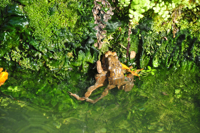 Synchronschwimmer