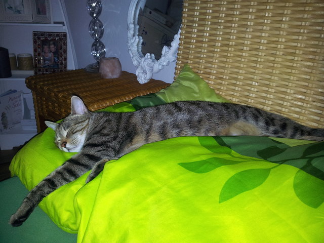 Nein, mein Frauchen braucht keinen Platz im Bett... :-)