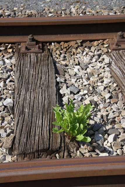 Appell: Kein Gras über die Sache/Schiene wachsen lassen! | Foto: Maria Wiesinger