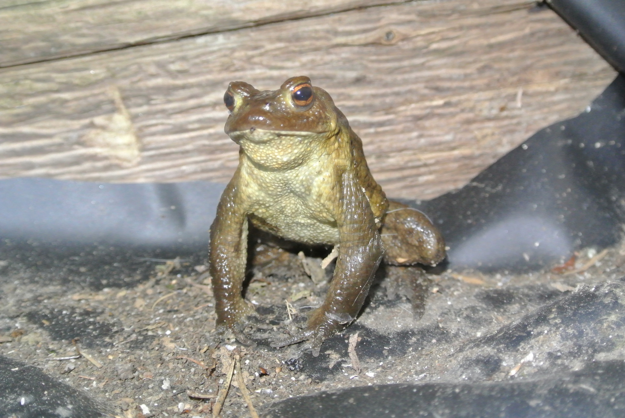 Neugierige Kröte im Gartenteich Imst