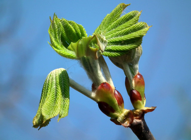 Blatt einer Kastanie