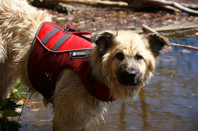 Wien ist auf den Hund gekommen: Nun gibt’s die Top-Adressen, ob Badeplatz oder City-Spaziergang, in einem Buch. | Foto: www.draussen.cc