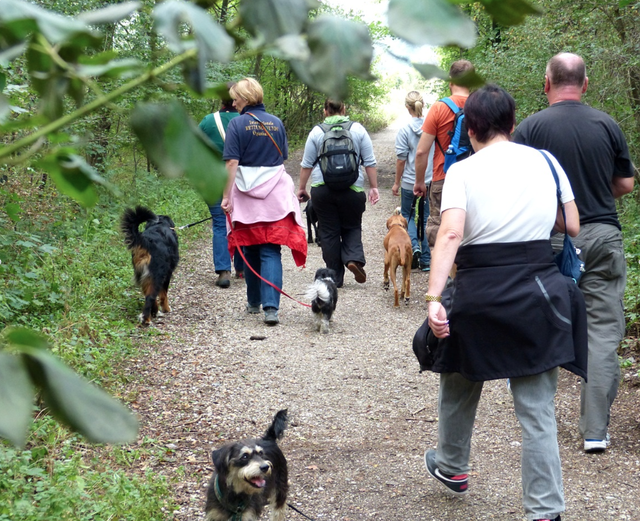 Jeden zweiten Sonntag gibt es geführte Wanderungen auf den beschriebenen Gassirouten. Infos unter www.wildurb.at/infos/events/gemeinsam-gassi-gehen/ | Foto: Bella Draxler