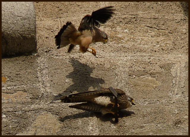 Falke im Anflug!