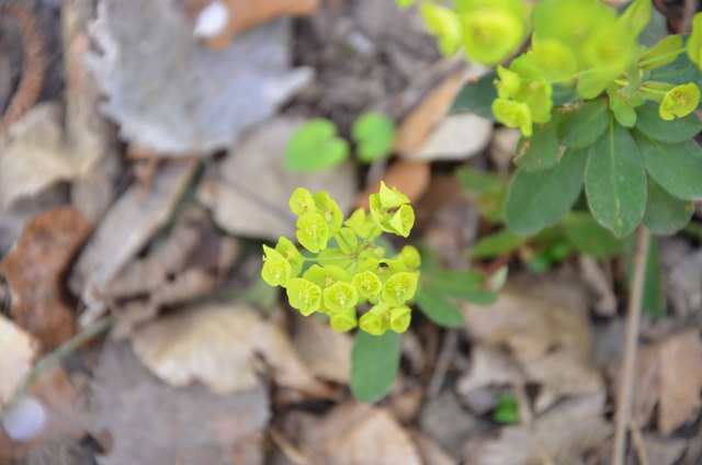 Südliche Wolfsmilch - Buchenwald
