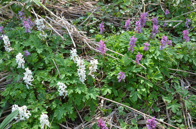 Blütendimorphismus beim Hohlen Lerchensporn - Murtal