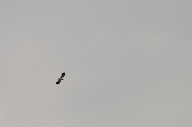 Kiebitz - Ackerflächen