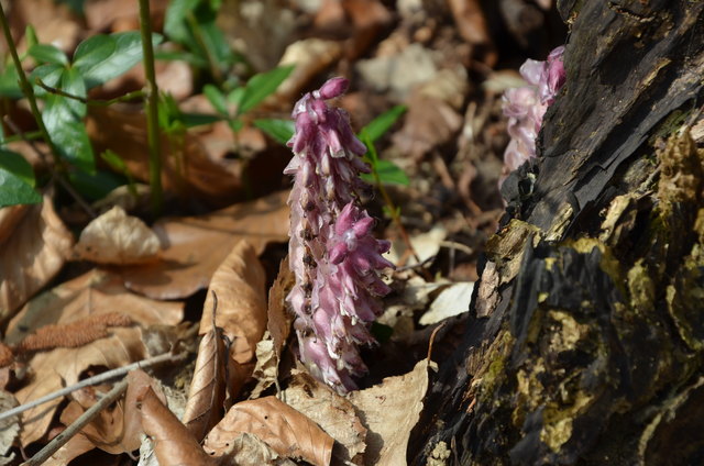 Schuppenwurz - Wurzelparasit bei Erlen oder Weiden
