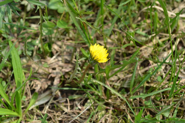 Sumpf-Löwenzahn - Feuchtwiese