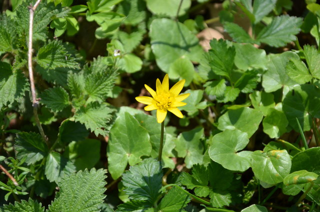 Scharbockskraut und Brennnesseln