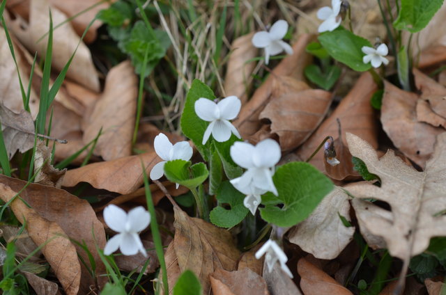 Weißes Veilchen - Trockenrasen