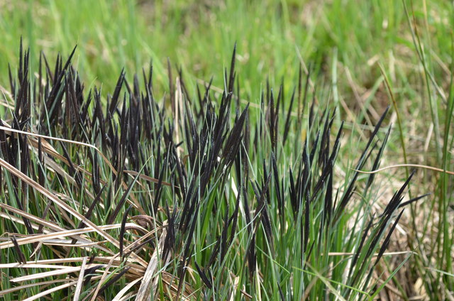 Spitz-Segge - Feuchtwiese