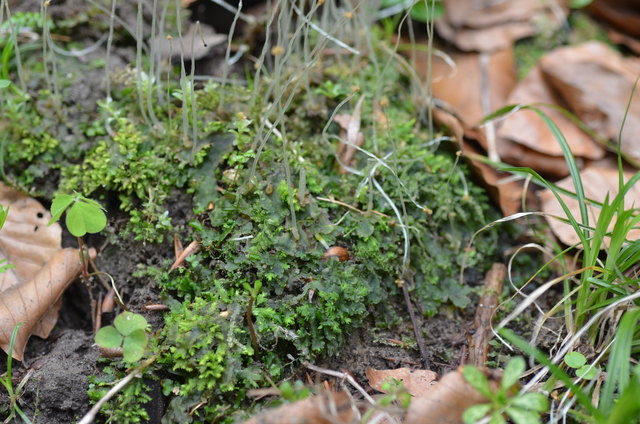 Gemeines Beckenmoos auf feuchten Waldwegen