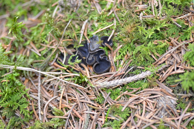 Glänzender Schwarzborstling - Fichtenwald