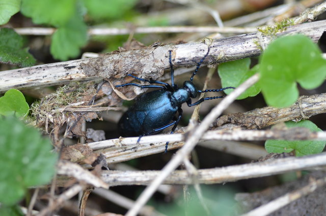 Ölkäfer - Quellgebiet