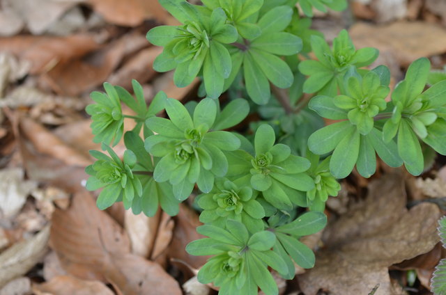 Wald-Labkraut - Buchenwald