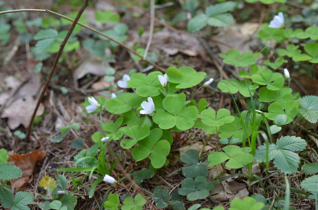 Sauerklee - Fichtenwald, saure Böden