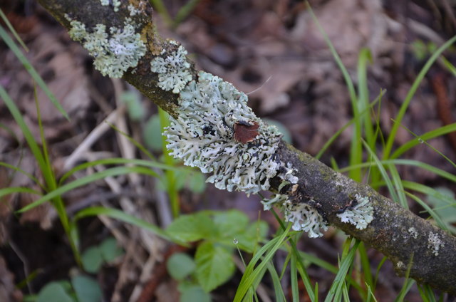 Blasenflechte - Fichten, Erlen, Eichen