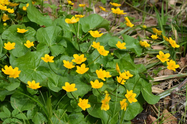 Sumpf-Dotterblume - Quellfluren