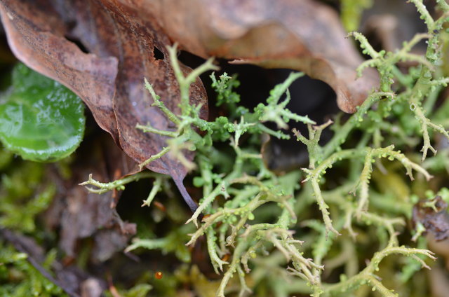 Schuppen-Rentierflechte - Cladonia squamosa - Pionierflechte über bemoostem Basaltgestein