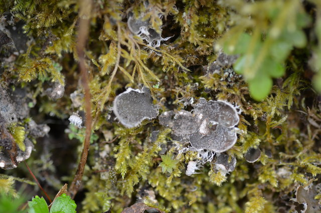 Staubfrüchtige Hundsflechte - Peltigera didactyla über bemoostem Basaltgestein