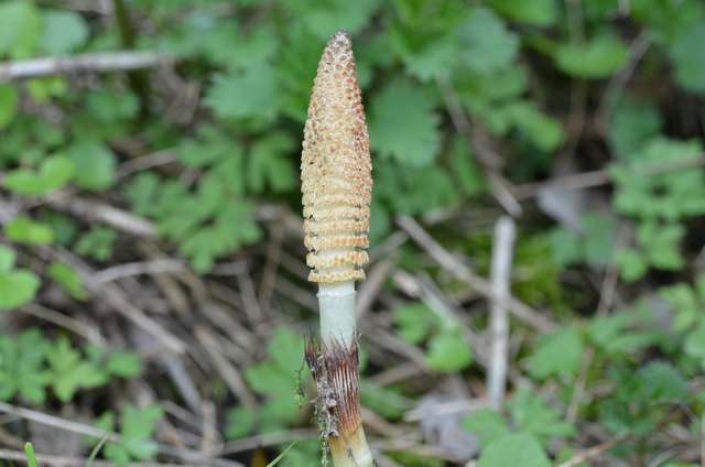 Riesen-Schachtelhalm - Quellfluren