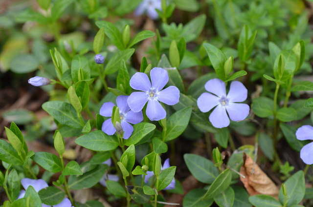 Kleines Immergrün - Buchenwald