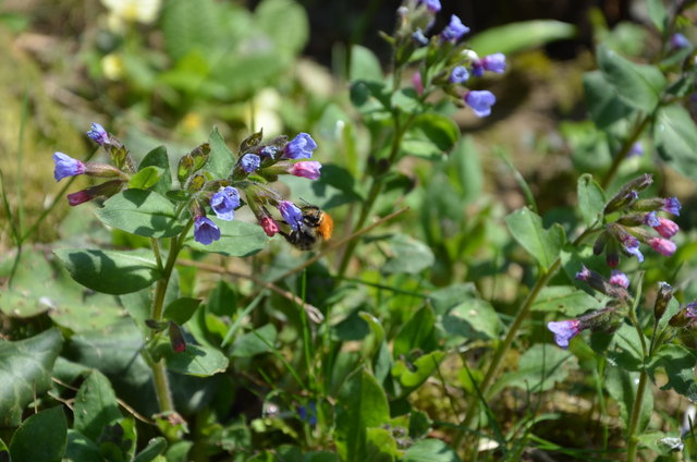 Ackerhummelkönigin auf Lungenkraut