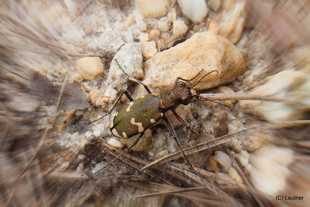 Keine Ahnung, wie dieser Käfer heißen... sie sind ca. 2 cm groß und fliegen immer nur Kurzstrecken, dann laufen sie wieder.... und sie treten Massenhaft auf