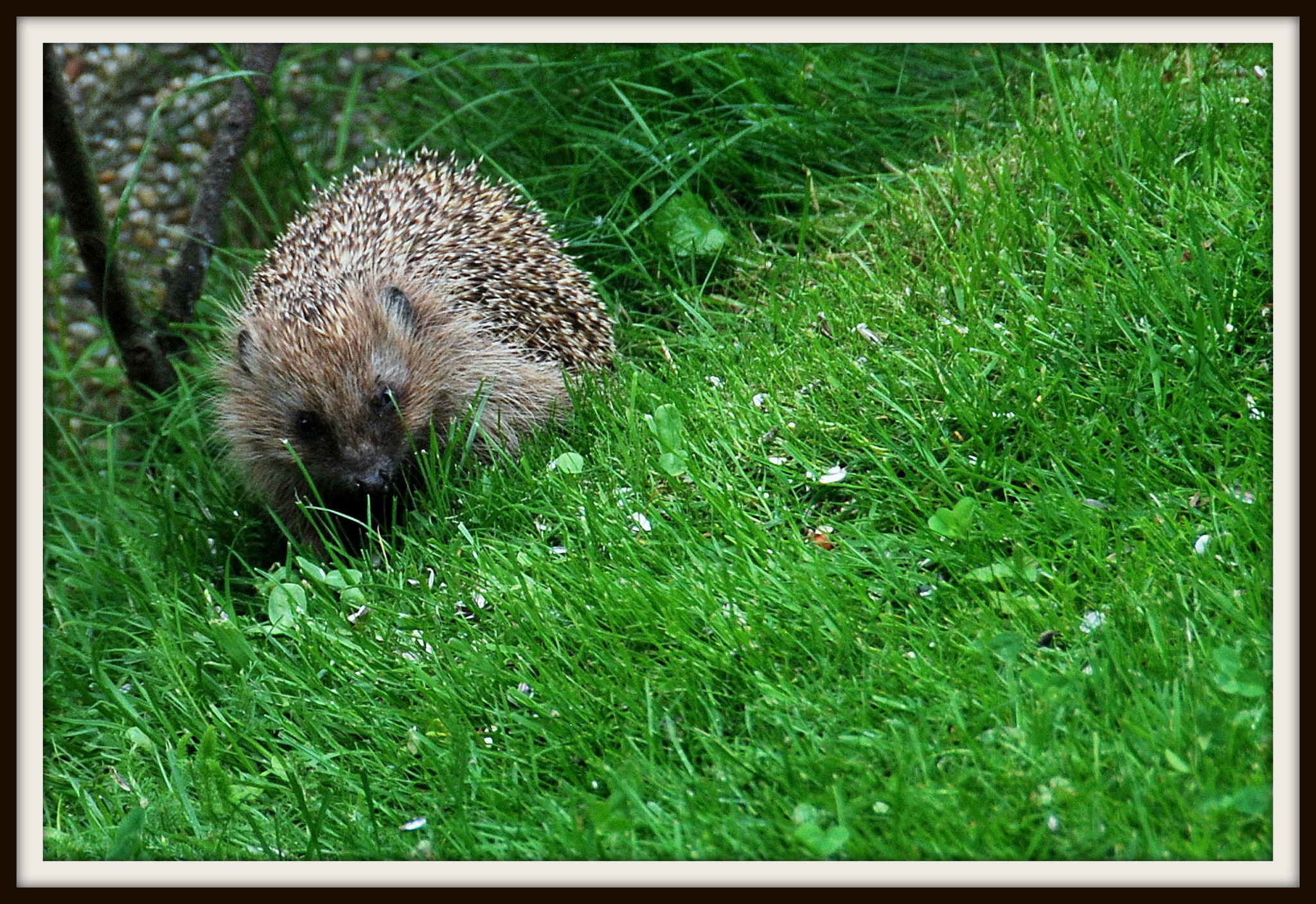Igel im Garten Tipps zum Igelschutz Hollabrunn