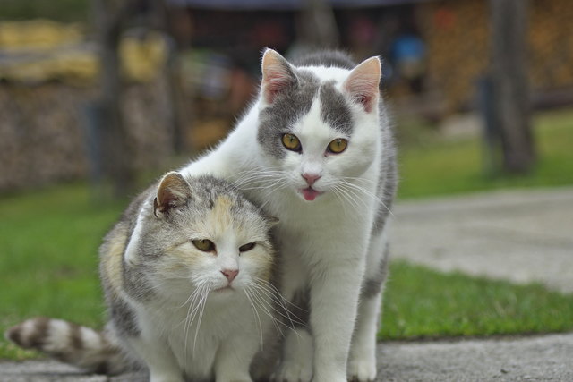 "Pssst... das wird garantiert ein Bild des Monats!" Dieses Zwiegespräch zweier Miezen hat Brigitte Katzensteiner gekonnt auf Bild gebannt. | Foto: Brigitte Katzensteiner