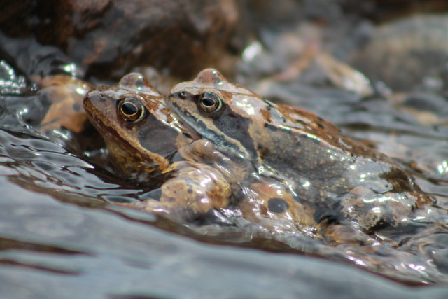 Das Männchen wird mehrere Stunden, sogar Tage, vom Weibchen getragen.