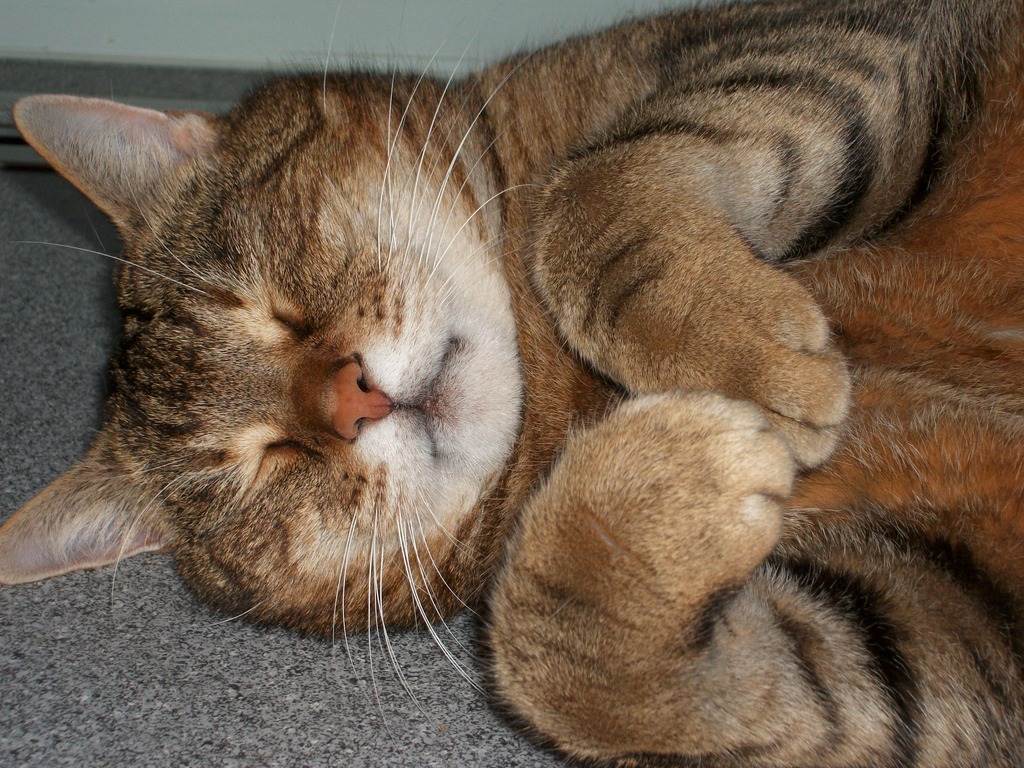 Miau Endlich Feierabend Graz