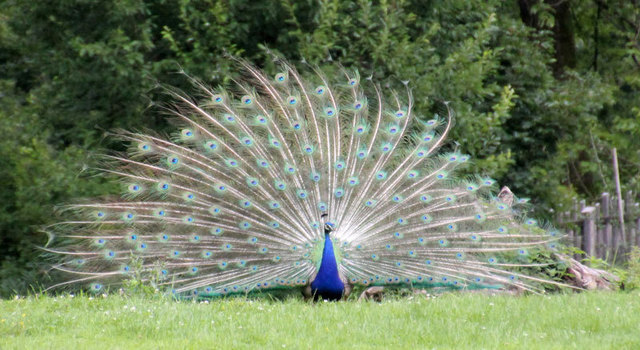 Stolzer Pfau