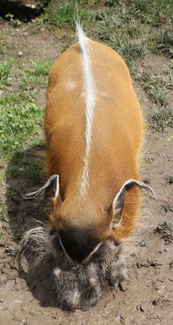 Pinselohrschwein