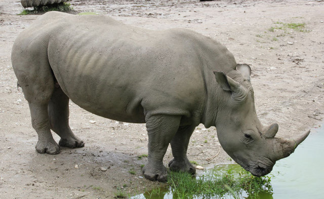 Nashorn