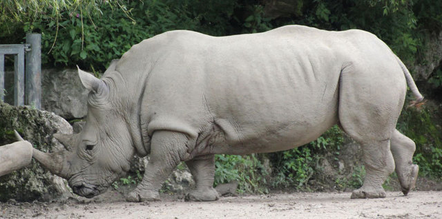 Nashorn