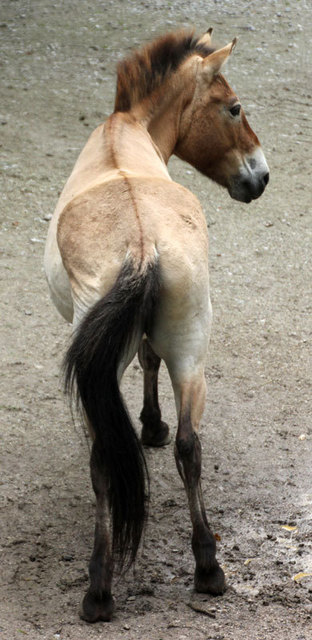 Prszewalszki-Pferd