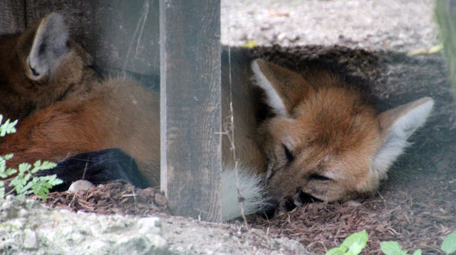Mähnenwolf