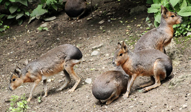 Mara (ein Riesen-Meerschweinchen)