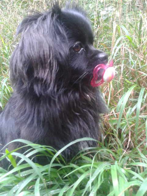Muffin der Schnullerjäger