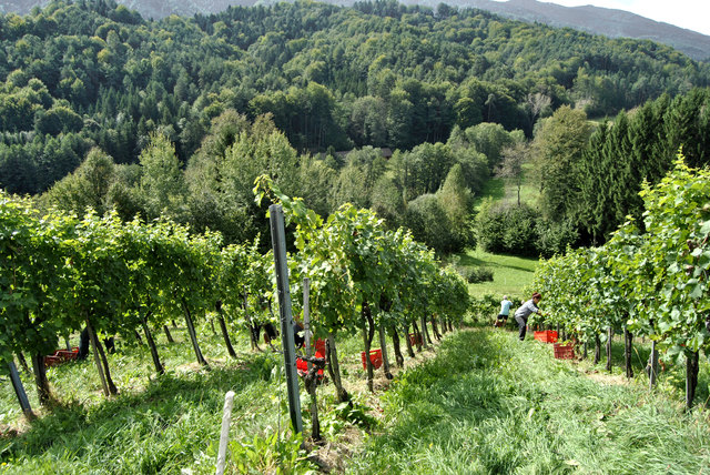 Weinlese in der Südwest-Steiermark