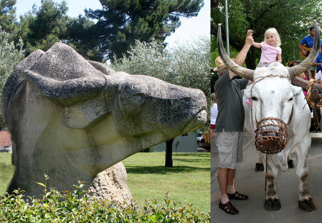 Claudia zähmt den Riesenochsen
