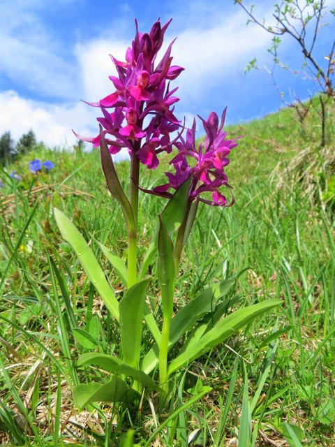 auf den Bergen wirds jetzt auch bunt....die Alpenblumen blühn