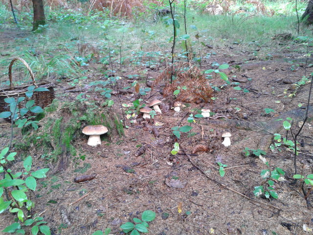 Schwammerlsucherurlaub