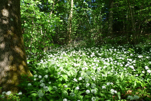 wunderschöne Bärlauchwiese