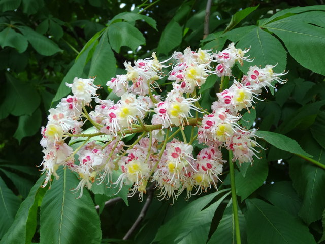 Rosskastanienblüte