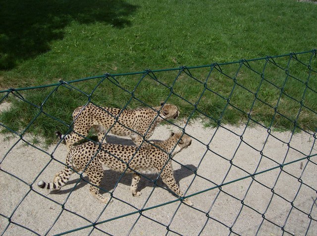 Tierpark Herberstein, ein ganzer Tag Spaß und Natur für alle