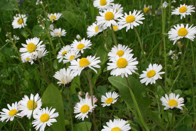 ... wenn man mit einem Fuß auf sieben Gänseblümchen treten kann, ist es Frühling.